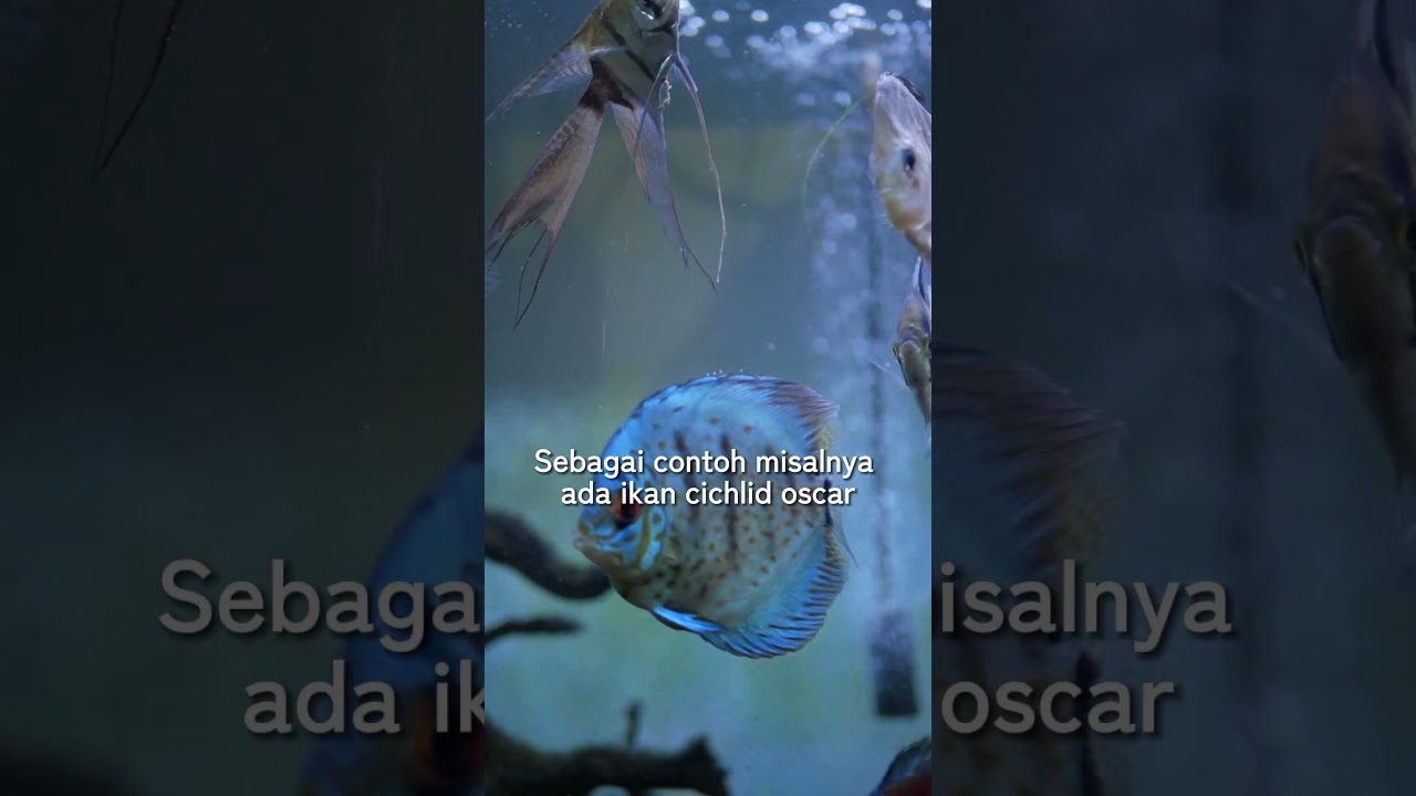 IKAN HIAS UNTUK PEMULA