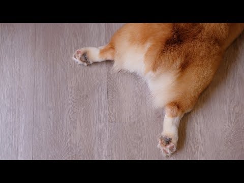 Video: Mengapa Anjing Saya Menggigit Gigi Depannya?