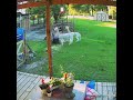 Alpaca Dinner