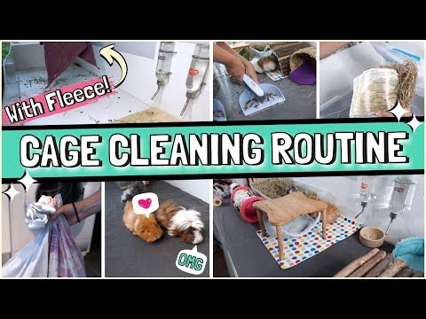 Simple Guinea Pig Cage Cleaning Routine with Fleece Bedding!