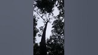 Nangkap burung caling(1)