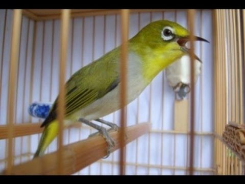 Auriventer Therapy Zosterops White Eyes Bird Singing Load Youtube