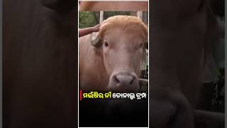 ଡୋନାଲ୍ଡ ଟ୍ରଂପଙ୍କ ପରି ଚେହେରା, ସୁନେଲୀ ରଙ୍ଗର କେଶ ସଙ୍ଗକୁ ଷ୍ଟାଇଲିସ୍ ଲୁକର ମଇଁଷି | UBC NEWS