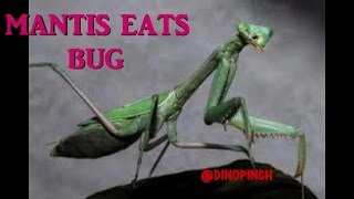 praying mantis eats bug  ( Mantis religiosa )