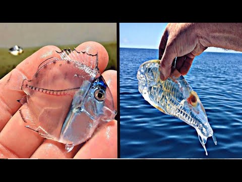 10 MOST TRANSPARENT And INVISIBLE Animals In The World