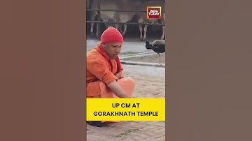 Yogi Adityanath Feeds Peacock During Gauseva at #gorakhnathtemple | #cmyogiadityanath