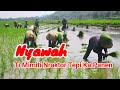 CARA NYAWAH TI NRAKTOR TEPI KA PANEN //TEU BISA NYAMBEL HARGA CENGEK MAHAL