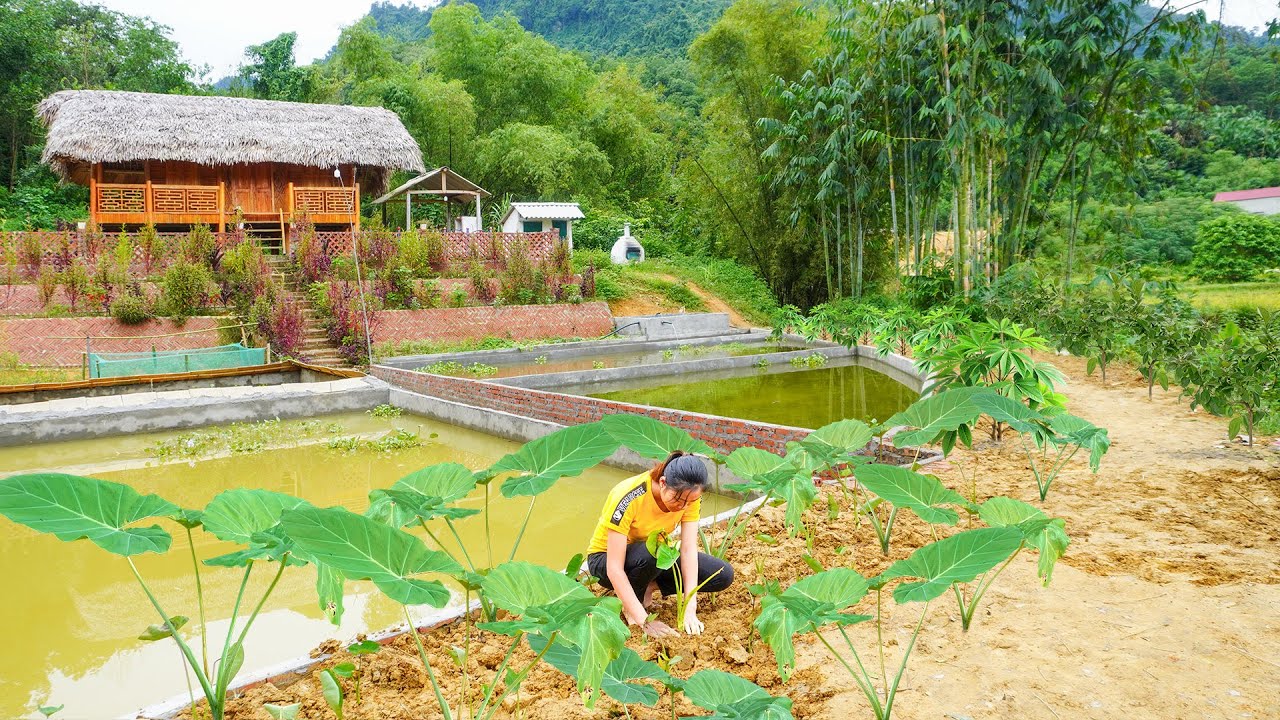 VIDEO 365 Days Building Life and Farm - Alone BUILD LOG CABIN, Peaceful Life. Trieu Thi Chuong