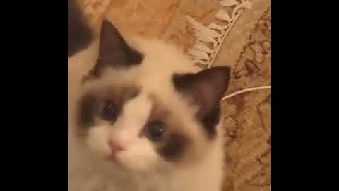 Taylor Swift posted this adorable video of Benjamin Button on her Instagram story