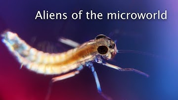 Life In A Different Light - Under The Microscope