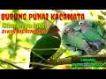 Burung Ini Suaranya Bikin Merinding Suarapikat Suaraburungpunaitanah Punaikacamata Mp3 - Mp4 Download