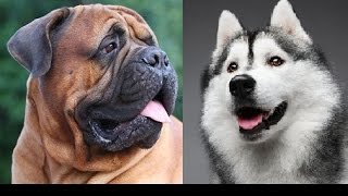 Bullmastiff vs Siberian Husky by Emily Haddock 2,143 views 8 years ago 1 minute, 49 seconds