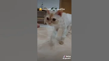 جرب هذا الصوت يخلي القط يجي لعندك 