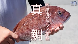 沼津市１次産品プロモーション動画〜真鯛〜