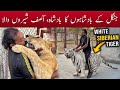 Asif shero wala interview  top city zoo islamabad 2023 asifsherowala