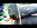 Heart warming treatment to elephant suffering from abscess in the foot