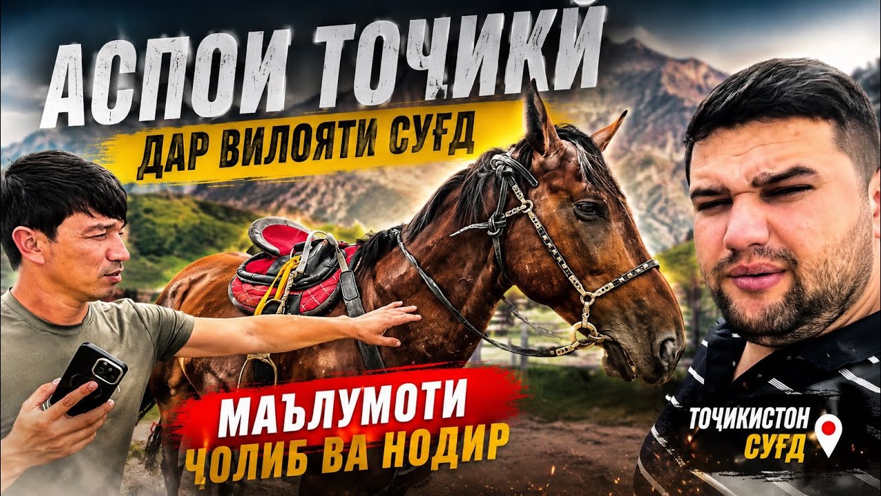 АСПОИ ТОҶИКӢ ДАР ВИЛОЯТИ СУҒД | МАЪЛУМОТИ ҶОЛИБ ВА НОДИР