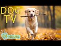 DOG TV: Video Ease Your Dog's Anxiety &amp; Boredom With our Ultimate Music Collection - Music for Dogs