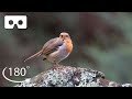 Unwind In A Forest In The Scottish Highlands | VR 180 | BBC Earth