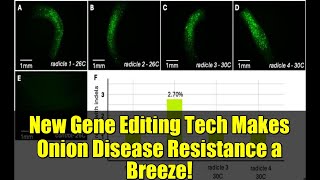 New Gene Editing Tech Makes Onion Disease Resistance a Breeze!