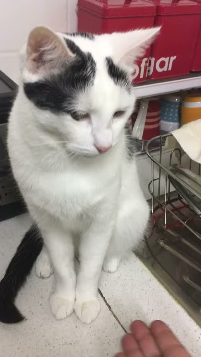 Princessa cat give hi 5