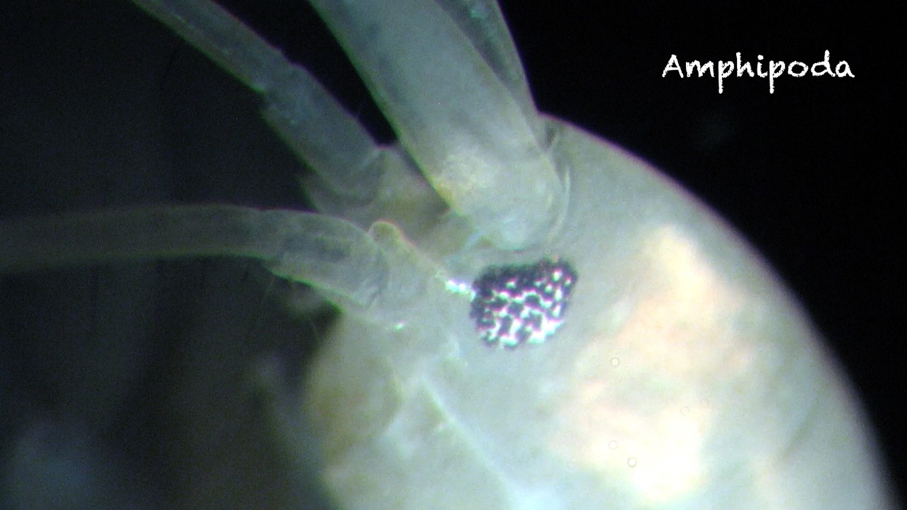 Zoología marina (especies no determinadas)