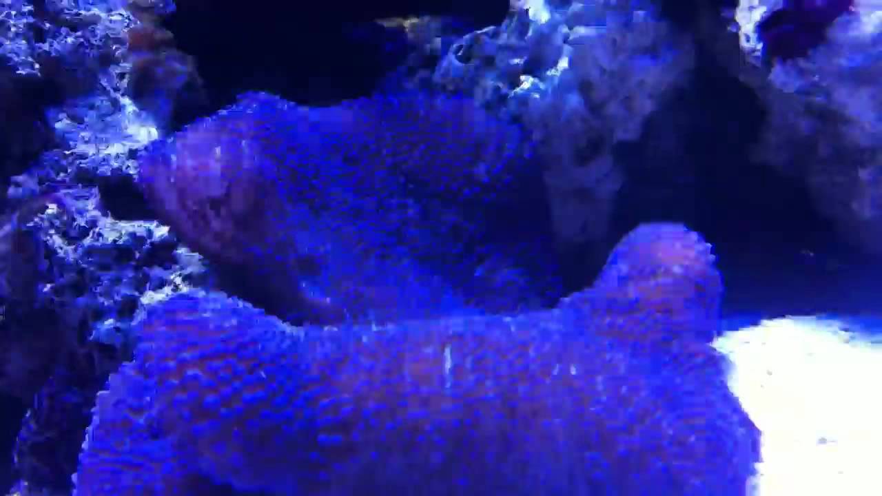 Haddoni Blue carpet Anemone YouTube