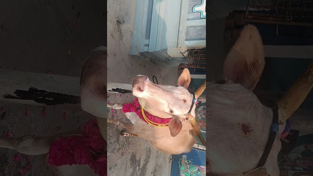 விருகம்பாக்கம் சுந்தர வரதராஜ பெருமாள் கோயில் கோசாலை கோ பூஜை 