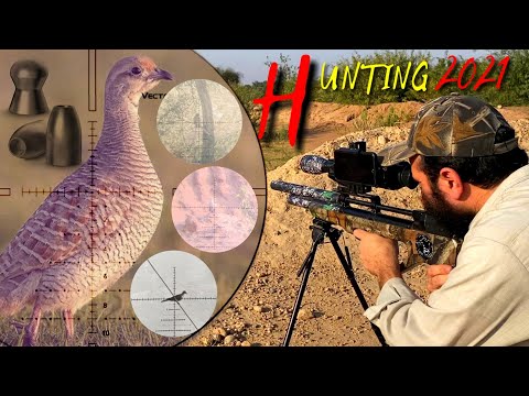 Airgun Hunting With Artemis P15 | Russian Doves Hunting In Pakistan Season 2021 #dovehunting