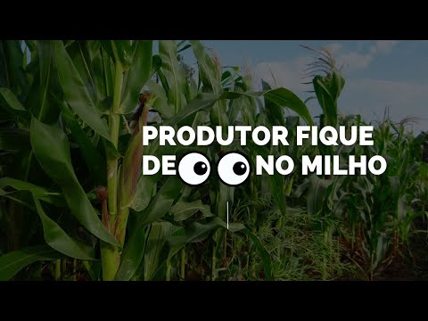 Produtor fique de olho no milho: controle de pragas faz toda diferença na colheita