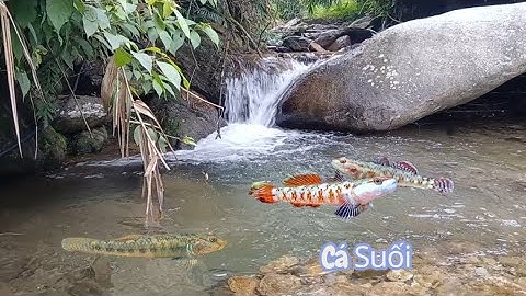 Vào Suối Câu Cá Bống Săn Bắt Cá Suối Nước Trong Veo