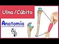 Anatomía de la ULNA / CÚBITO | Explicación Fácil y Dinámica!