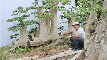 Báo giá siêu phẩm Duối và một số cây đẹp tới ae chơi cây cảnh bonsai (Mr Đại 0967828345)