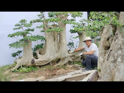 Video Báo giá siêu phẩm Duối và một số cây đẹp tới ae chơi... - youtube