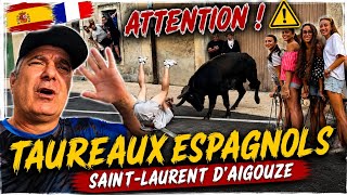 WARNING SPANISH BULLS Saint-Laurent-d Aigouze goes wild