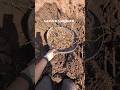 Harvesting garden spaghetti from our new allotment