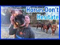Hesitation is a high risk behaviour with horses