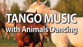TANGO MUSIC with Animals Dancing.