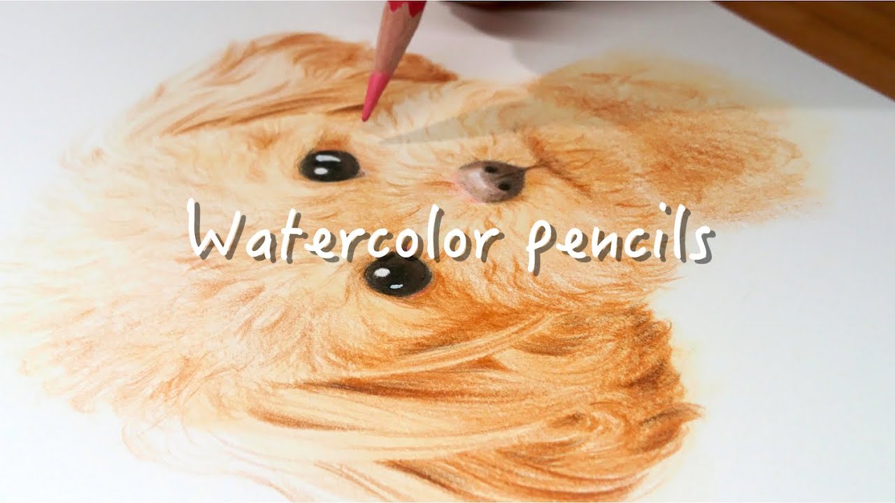 水彩色鉛筆 プードルの子犬を描く Poodle Dog Drawing With Watercolored Pencils Youtube