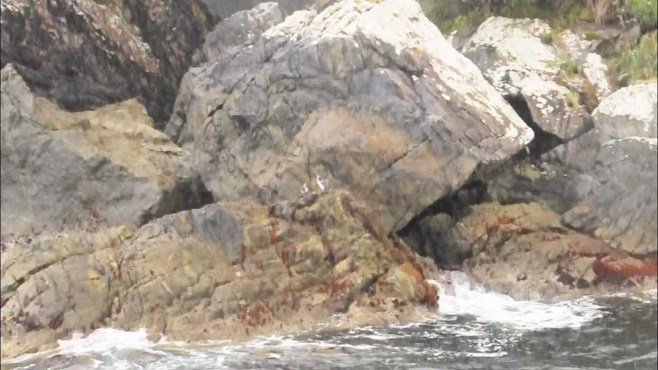 Yellow Eyed Penguin@Doubtful Sound Yellow Eyed Penguin@Doubtful Sound