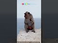 Macaque Behavior and Adaptations