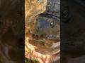 Duck rescue #crazy#alligator#snake#nature#florida#everglades#animals#wildlife#rescue