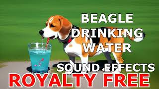 Beagle Drinking Water Sound Effect Clip Free To Use Royalty-Free Sound Effects Collection