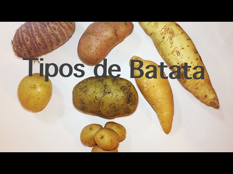 Vídeo: Informações sobre a batata selvagem – como as características da batata peluda podem ajudar suas batatas