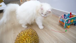 First Time Seeing Durian - Cat's Reaction by Candace House 161 views 1 year ago 1 minute, 15 seconds