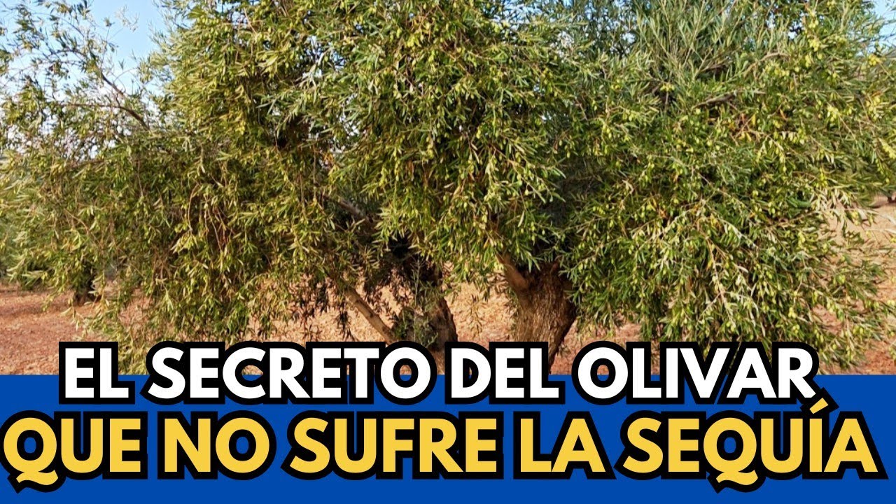 🟥 Variedades Autóctonas: La CLAVE del Olivar RENTABLE en Años Secos