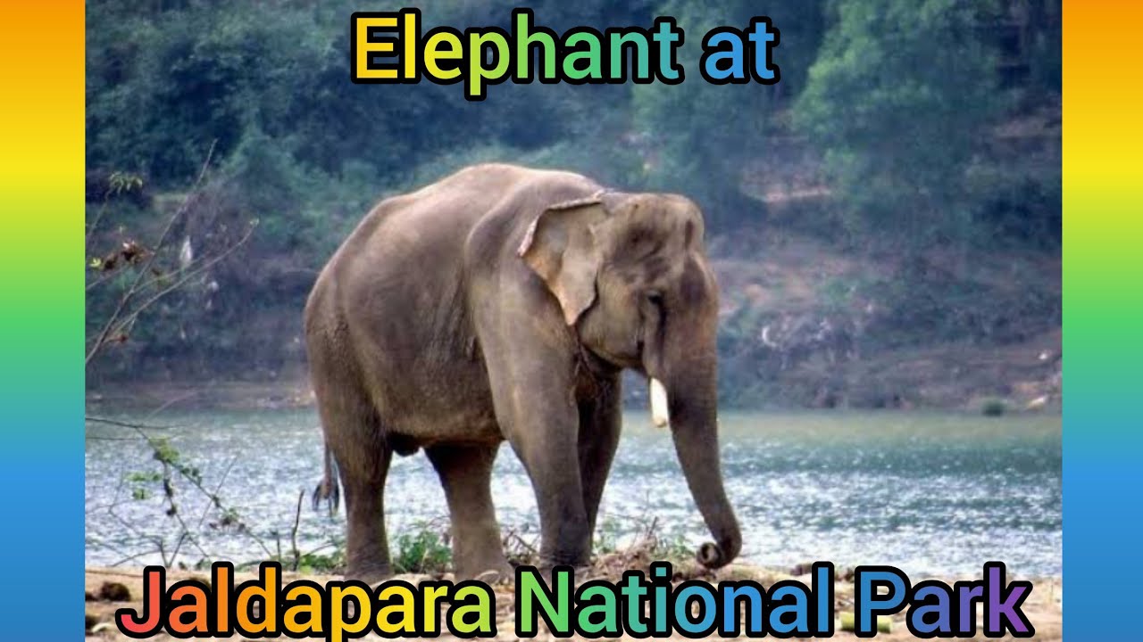 elephant at jaldapara | elephant | jaldhapara | Dooars |