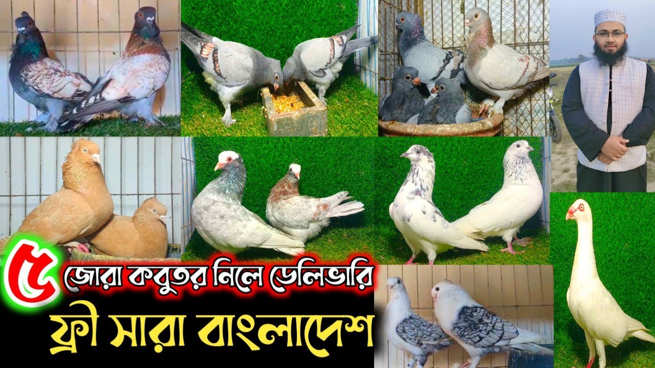 🌹১০০% কোয়ালিটি ফুল দেশী বিদেশি কবুতর বিক্রি হবে পাইকারি দামে সাথে সারা বাংলাদেশ ডেলিভারি ফ্রী🌹🌹🌹