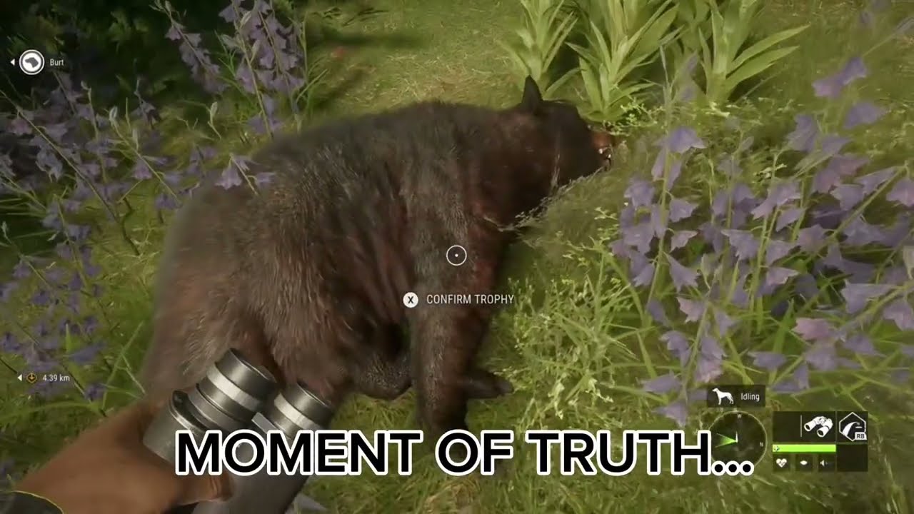 9 LEGENDARY BLACK BEAR (Diamond Potential!)