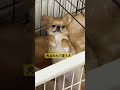 仲良く暮らしてます◎ #いぬのいる生活